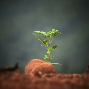 sushobhan-badhai-LrPKL7jOldI-unsplash